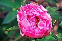 牡丹,玫瑰,開(kāi)花