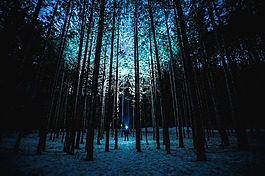 夜,森林,樹