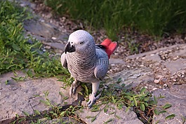 鸚鵡,?ako,鳥(niǎo)