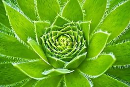 伍爾茲,houseleek,黃姜廠