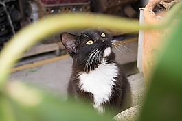 gato,寵物,動物
