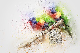 鳥,鸚鵡,羽毛