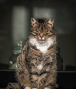 宠物,猫,在窗口