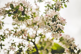 美麗,盛開,開花
