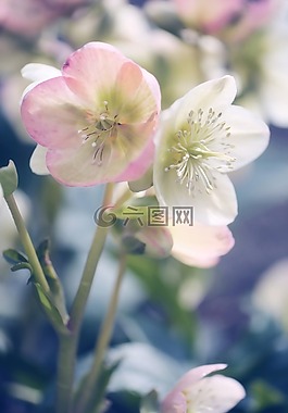 花,廠,性質(zhì)