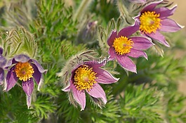 性質(zhì),花,廠(chǎng)
