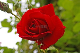 紅玫瑰,玫瑰,開花