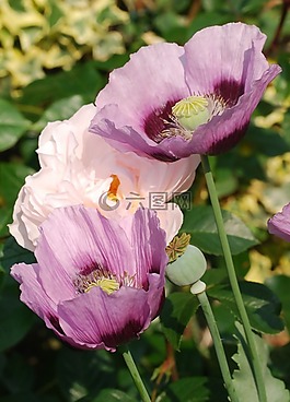 罌粟,丁香,花的