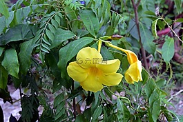 黃色 allamanda,allamanda,黃色花