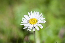 雛菊,花,指出花
