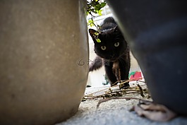 gato,貓,寵物