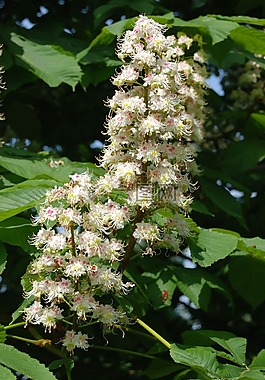 野花,七葉樹,樹