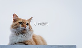 貓,動物,肖像