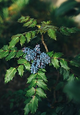 漿果,藍(lán)莓,生物