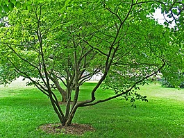 樹,公園,晚間