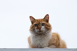 貓,動物,攝影