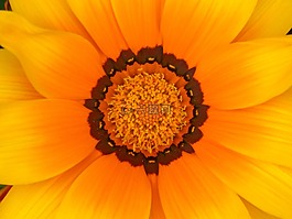 花,详细,多彩