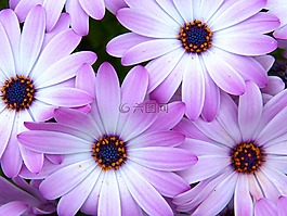 花,多彩,雏菊