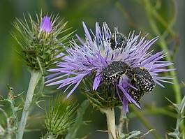 oxythyrea funesta,甲殼蟲,鞘翅目