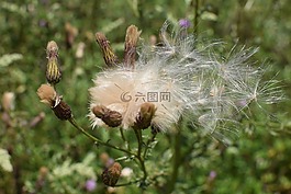薊,種子,性質(zhì)