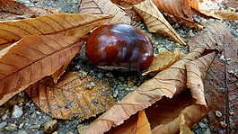 板栗,秋季,秋季森林