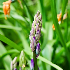 珊瑚的鐘聲,花,盛開(kāi)