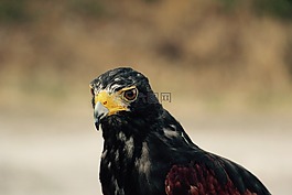鳥,禽,捕食者