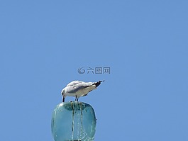 海鷗,海,海灘