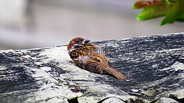 鳥,小,受傷