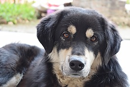 寵物,動物,譜系