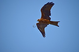 鳶移行,黑鳶,飛行