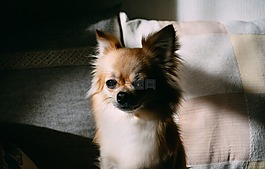 狗,臉,肖像