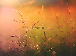 日出,黃昏,草