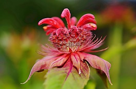 自然,花,植物區(qū)系