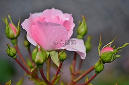 花,自然,植物區(qū)系