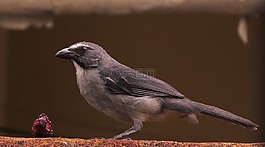 鳥,野生生活,雨林