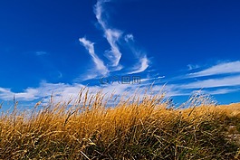 草,天空,景觀