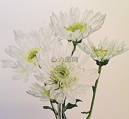鲜花,雏菊,夏天