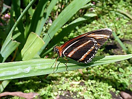 蝴蝶,昆蟲,蛾