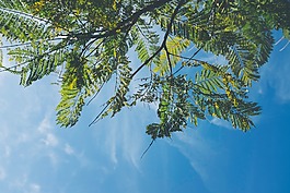 樹,天空,背光