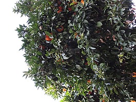 树,官吏,植物