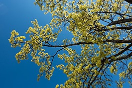 楓葉,宏碁 platanoides,綻放