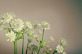 植物,鮮花,春