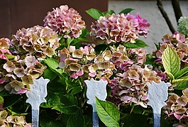 绣球,花园,花园围墙