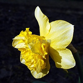喇叭水仙,充滿,開花