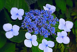 绣球花,观音崎,横须贺