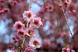 櫻花,鮮花,自然