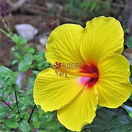 黃色,粉紅色,花
