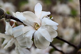 鮮花,自然,春