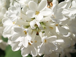 紫丁香,白,春